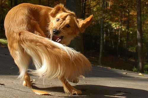 dog-chasing-tail.jpg